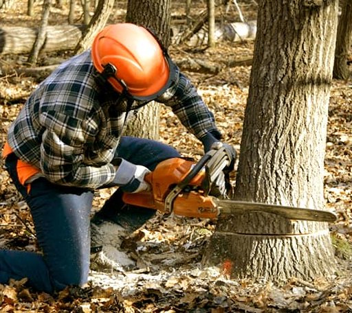 Tree Removal in Chase, MI